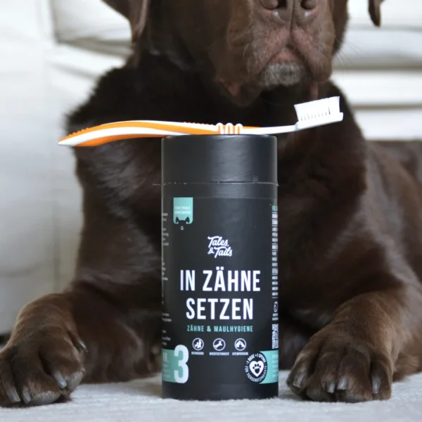 in zähne setzen