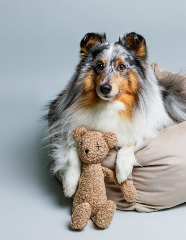 plüsch hundespielzeug berty der bär