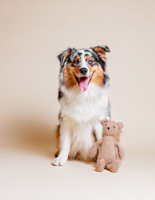 plüsch hundespielzeug berty der bär