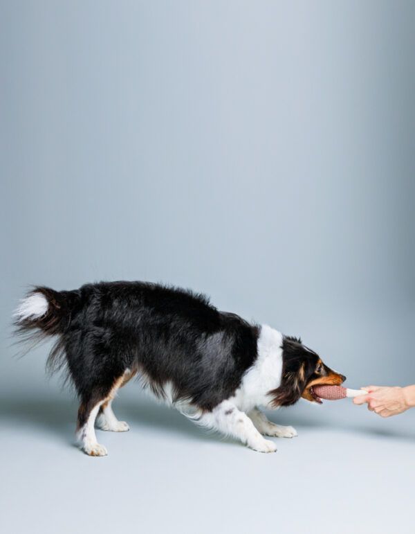 hundespielzeug hÄhnchenbein