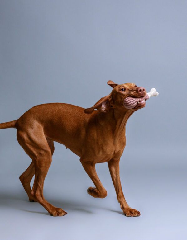 hundespielzeug hÄhnchenbein