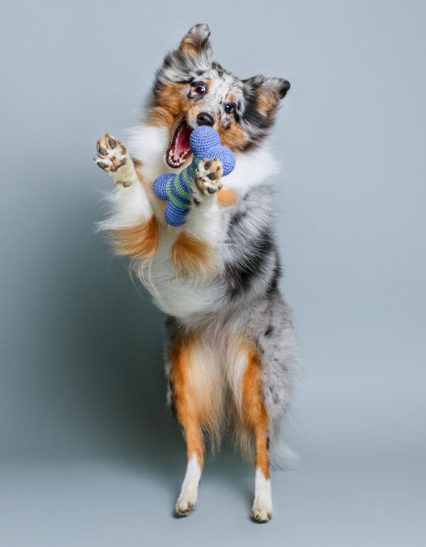 hundespielzeug knochen lilli