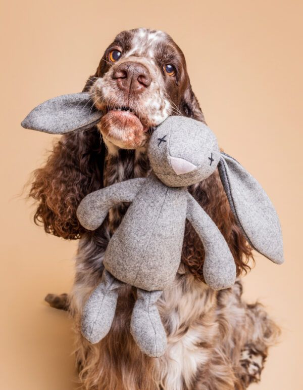 hundeplüschtier rupert der hase